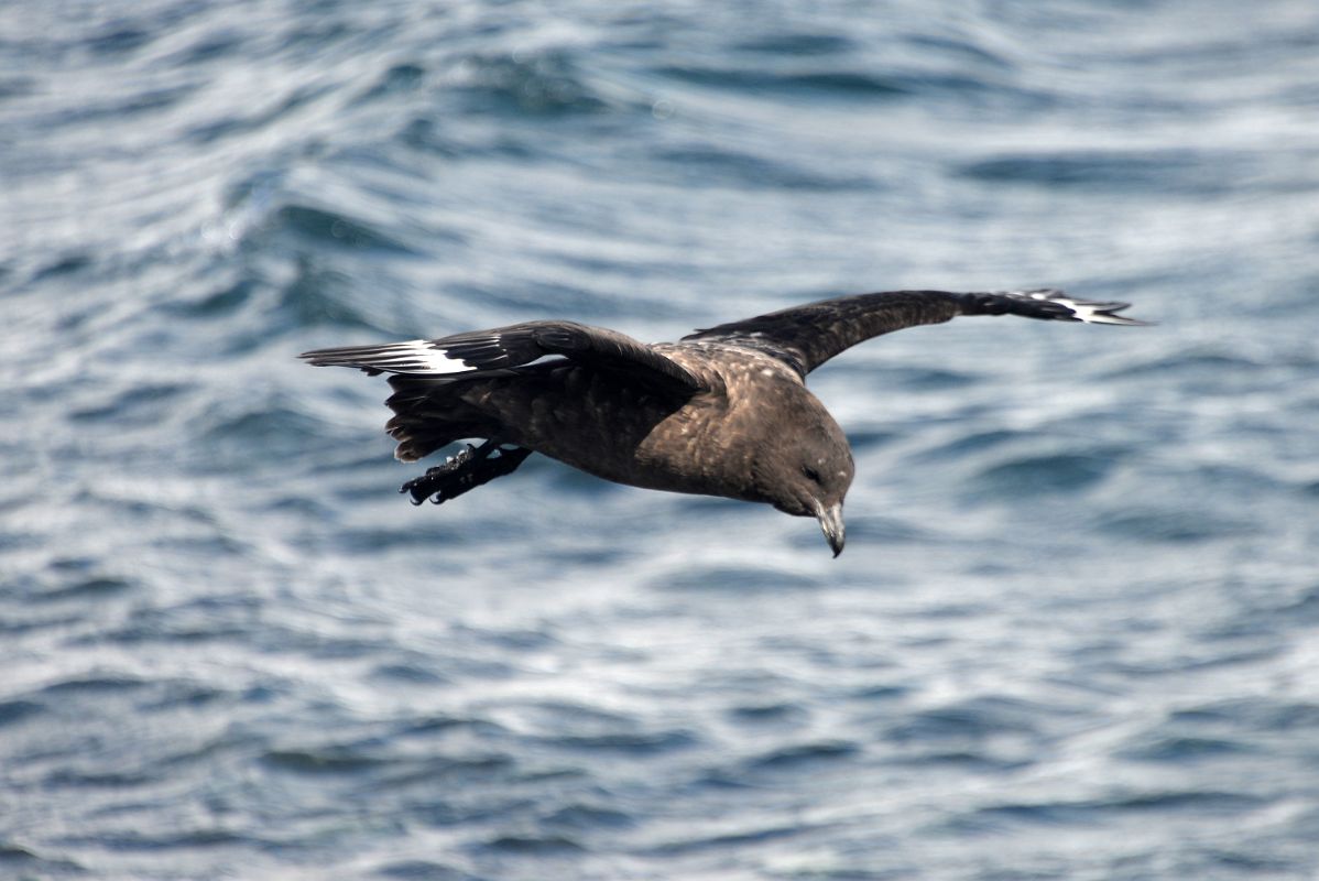 10B Brown Skua Flies By The Shore Of Aitcho Barrientos Island In South Shetland Islands On Quark Expeditions Antarctica Cruise